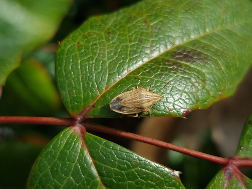 Aelia acuminata - közönséges szipolypoloska Aelia acuminata - közönséges szipolypoloska