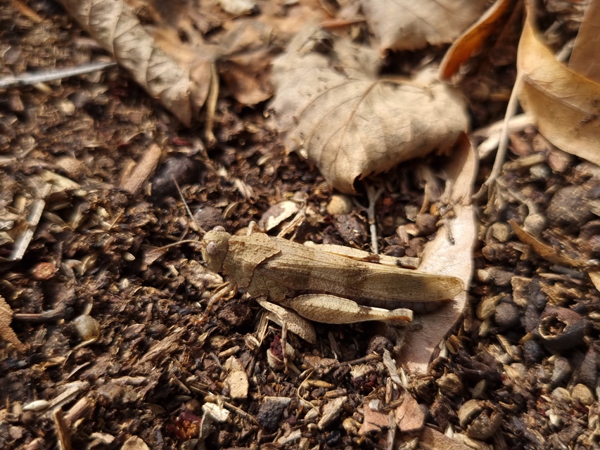 Oedipoda caerulescens - kékszárnyú sáska