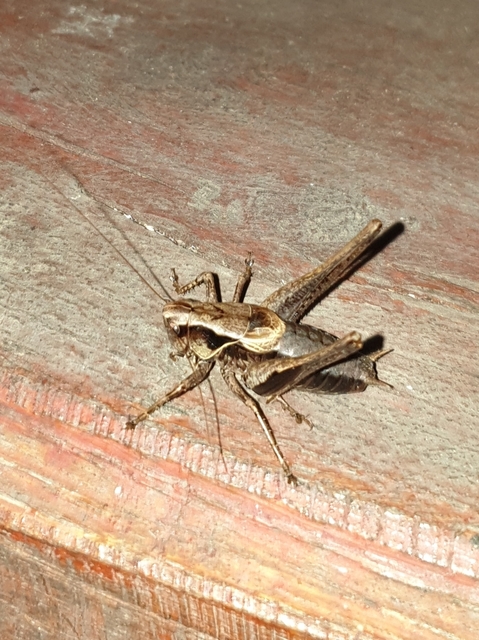Pholidoptera griseoaptera - szürke avarszöcske