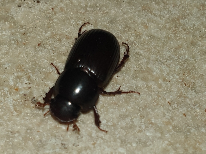 Aphodius rufipes - vörösbarna trágyabogár