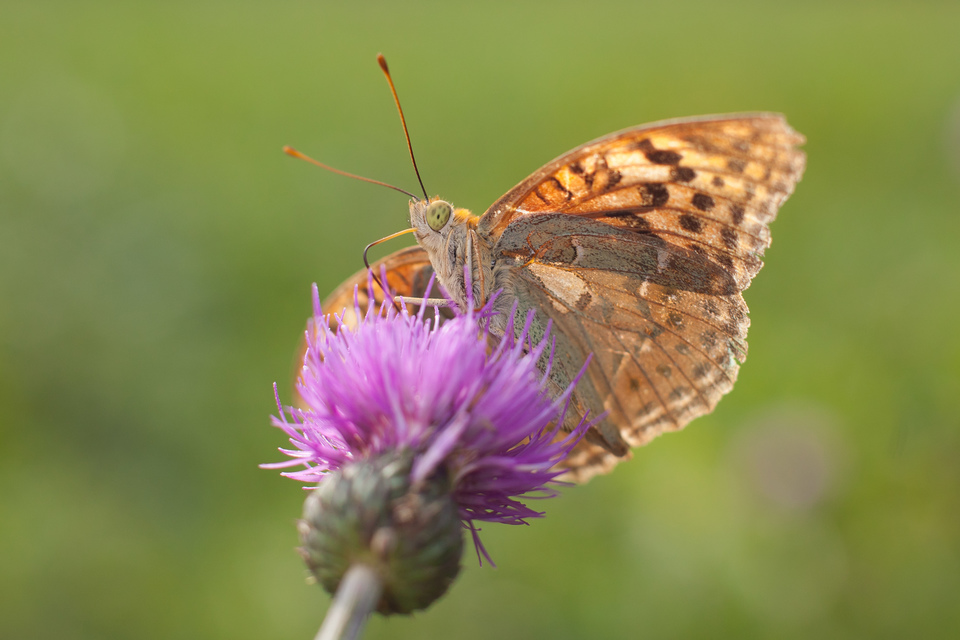 Argynnis pandora - zöldes gyöngyházlepke