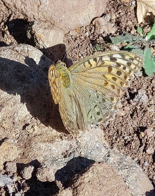 Argynnis pandora - zöldes gyöngyházlepke