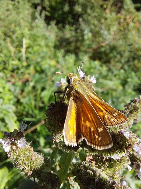 Hesperia comma - vesszős busalepke
