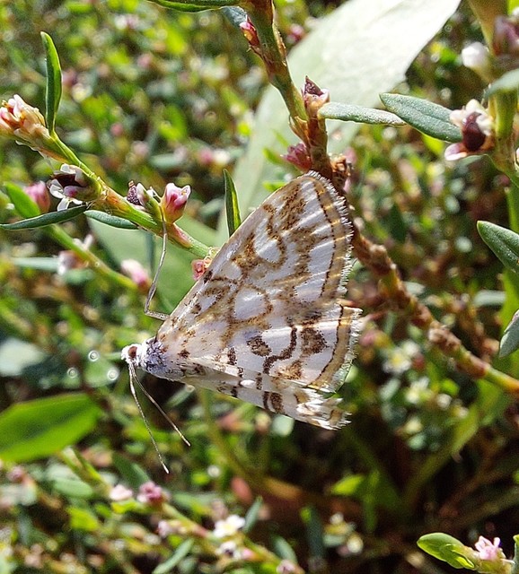 Elophila nymphaeata - tarka vízimoly