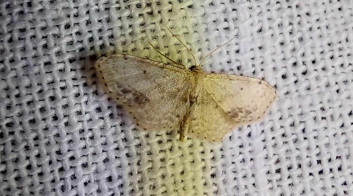 Idaea dimidiata - gyakori apróaraszoló