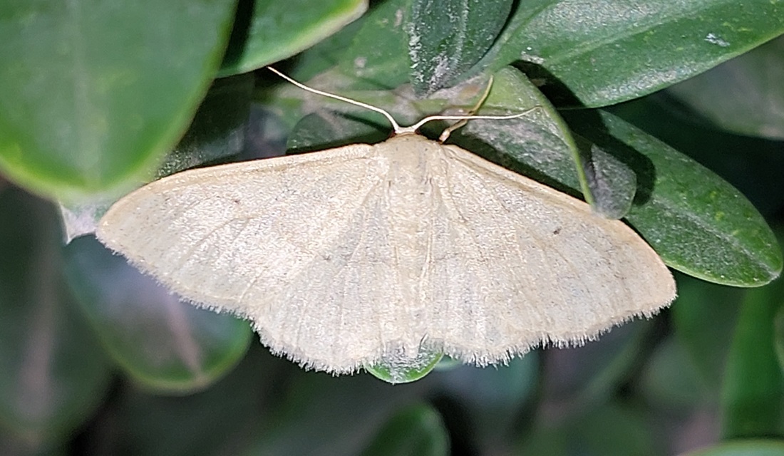 Idaea straminata - szalmasárga sávosaraszoló