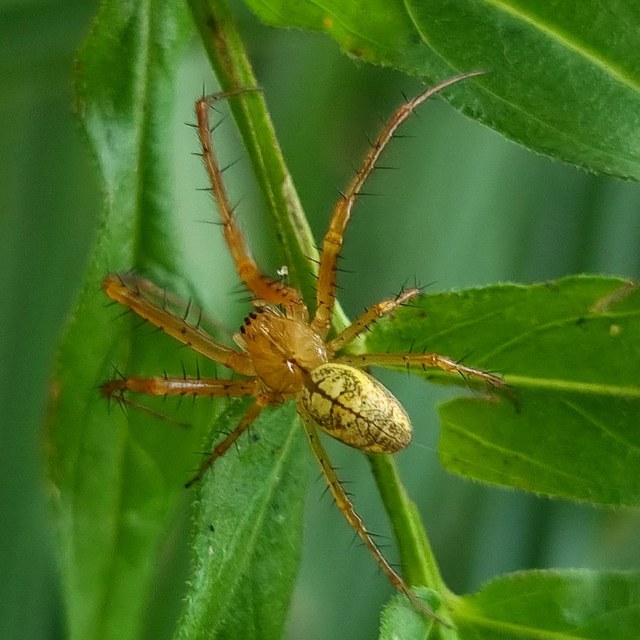 Metellina segmentata/mengei