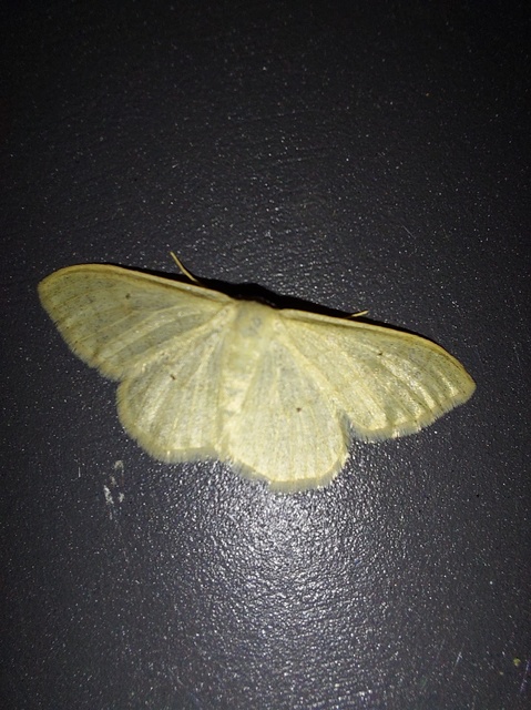 Idaea straminata - szalmasárga sávosaraszoló