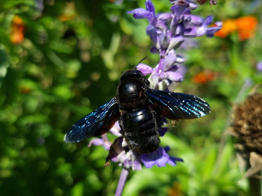 Xylocopa