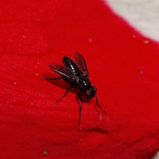 Melanophora roralis
