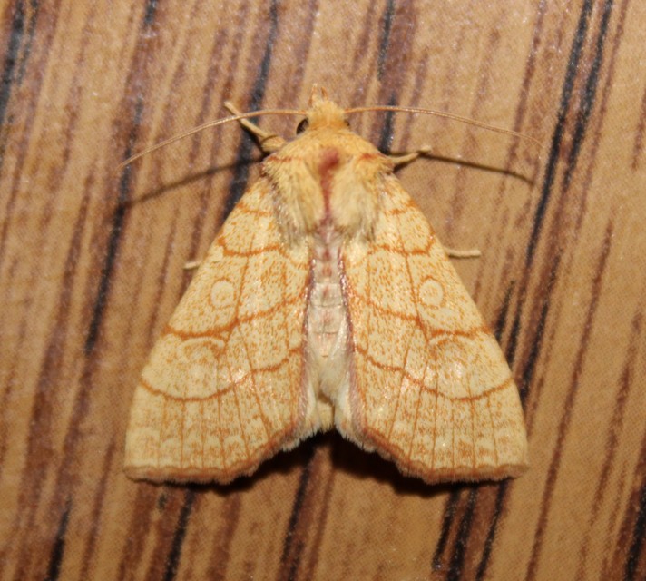 Tiliacea citrago - citromszínű sárgabagoly