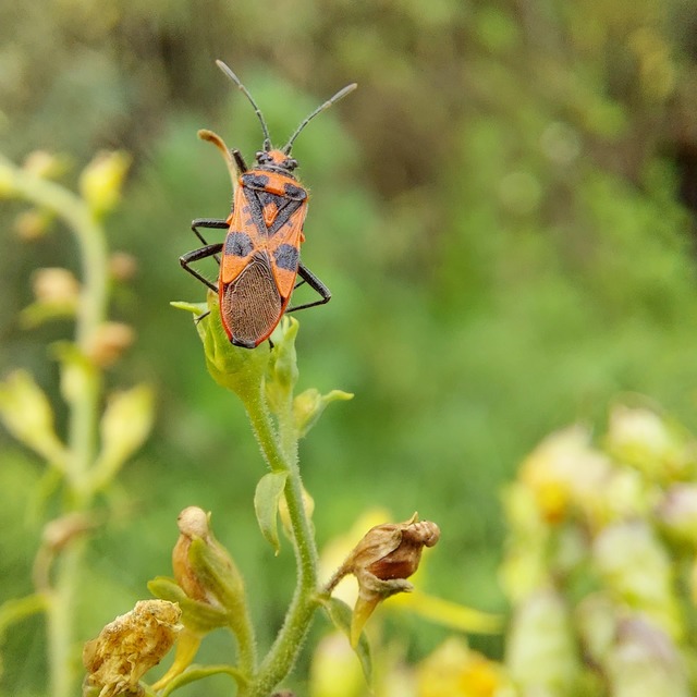 Corizus hyoscyami - piros karimáspoloska