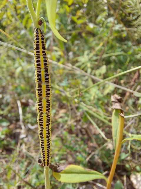Calophasia lunula - gyújtoványfű-apróbagoly