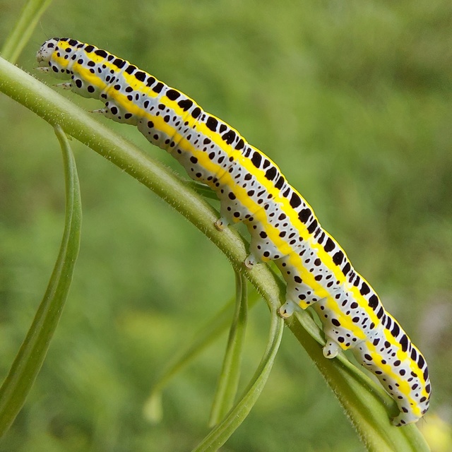 Calophasia lunula - gyújtoványfű-apróbagoly