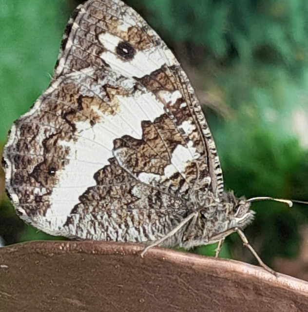 Brintesia circe - fehéröves szemeslepke