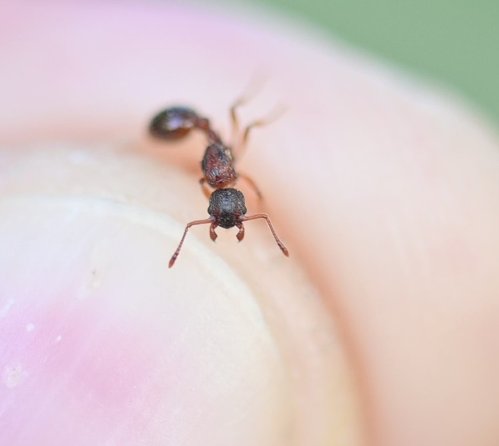 Myrmica sabuleti - gyakori bütyköshangya
