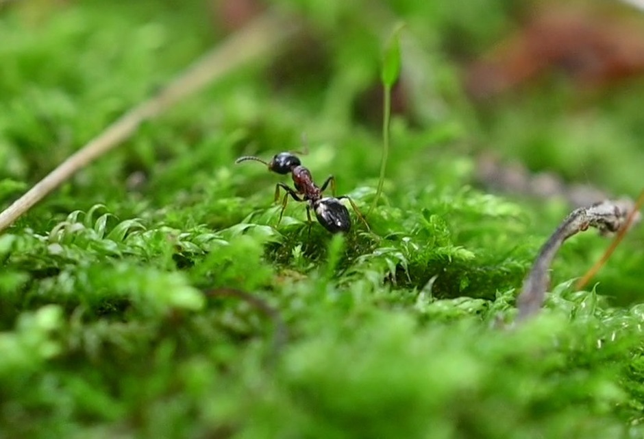 Dolichoderus quadripunctatus - négypettyes erdeihangya