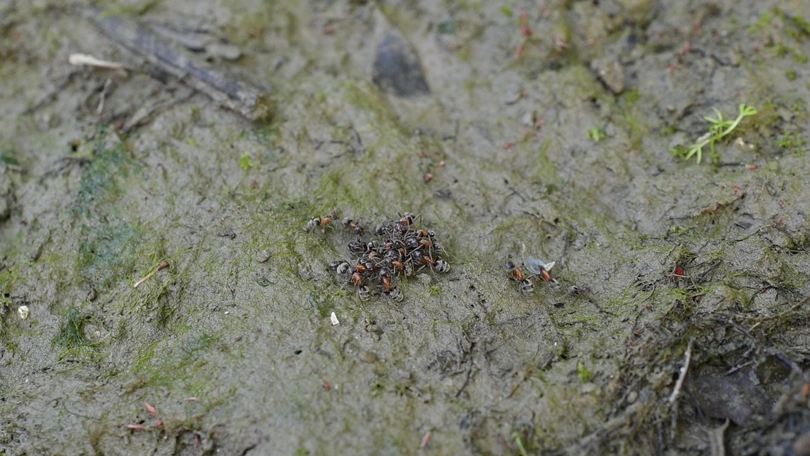 Liometopum microcephalum - tölgyfahangya