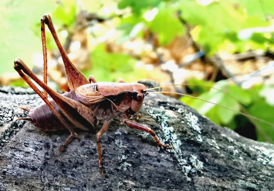 Pholidoptera griseoaptera - szürke avarszöcske