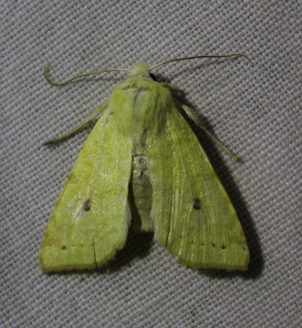Cirrhia icteritia - nyárfa-sárgabagoly