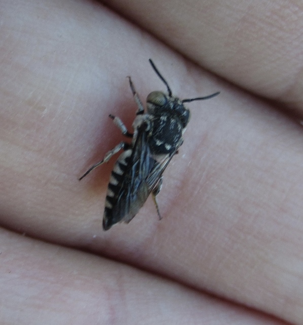 Coelioxys