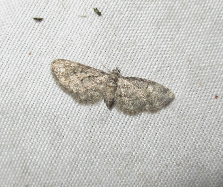 Eupithecia pusillata - lucfenyő-törpearaszoló