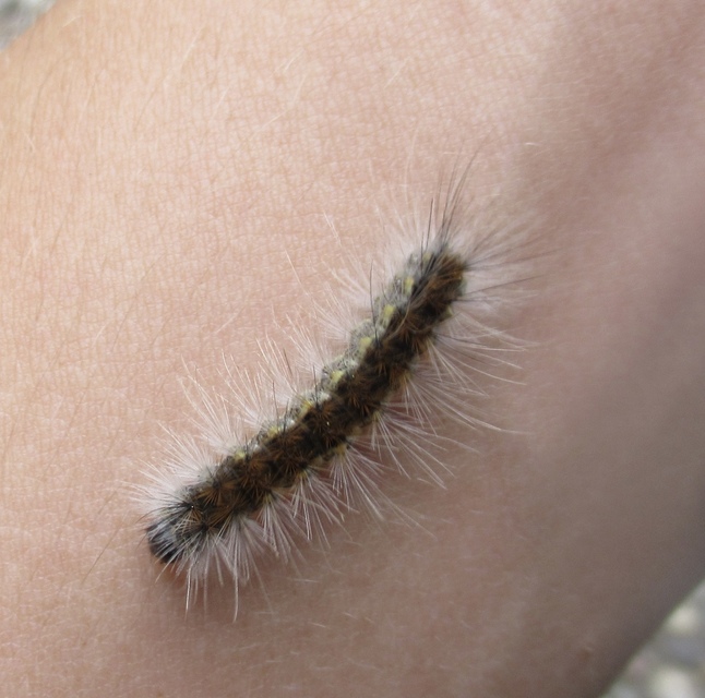 Hyphantria cunea - amerikai fehér medvelepke