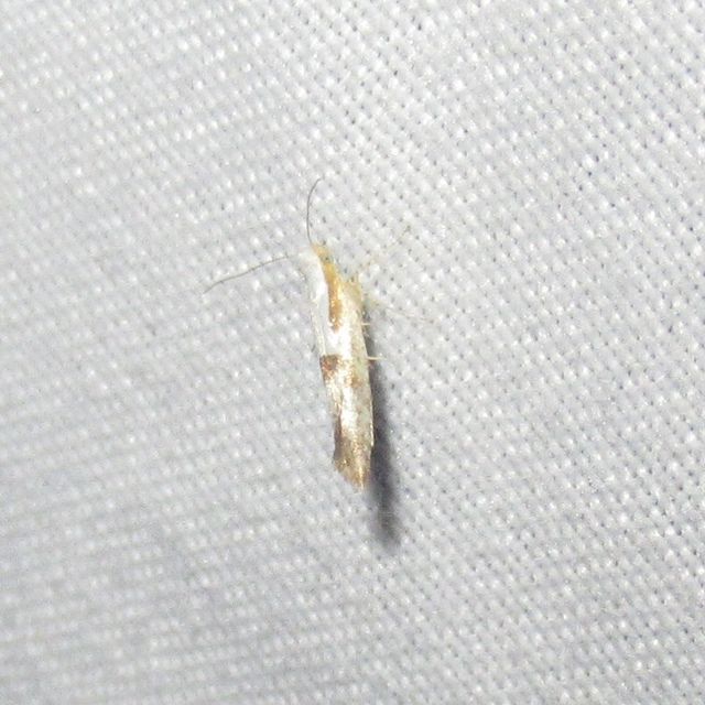 Argyresthia