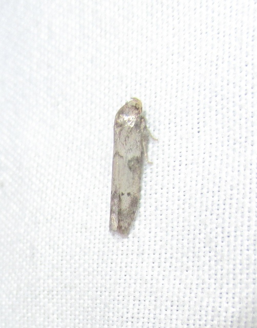 Blastobasis