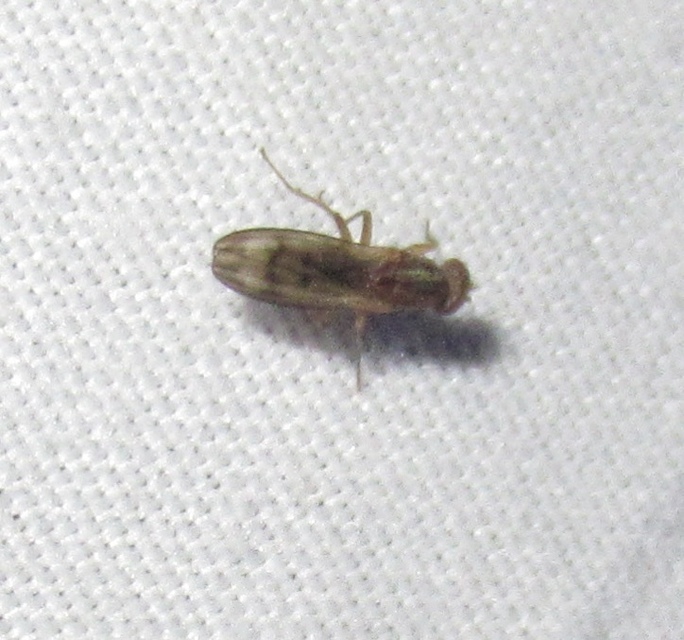 Opomyza germinationis