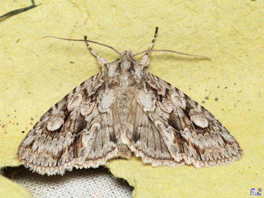 Meganephria bimaculosa - kétfoltos szilbagoly