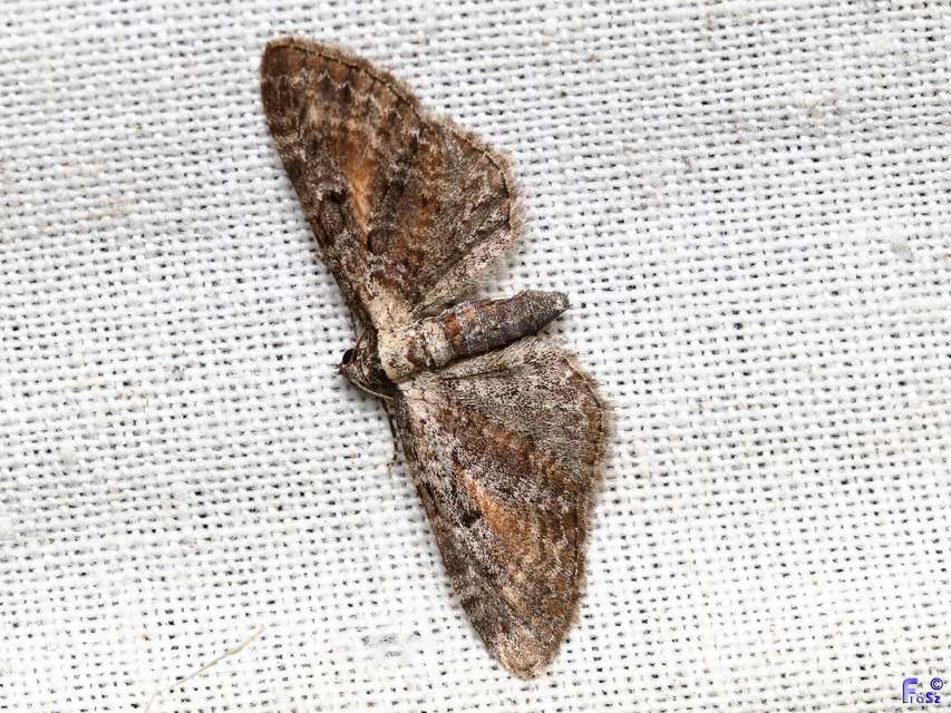 Eupithecia icterata - rozsdafoltos törpearaszoló