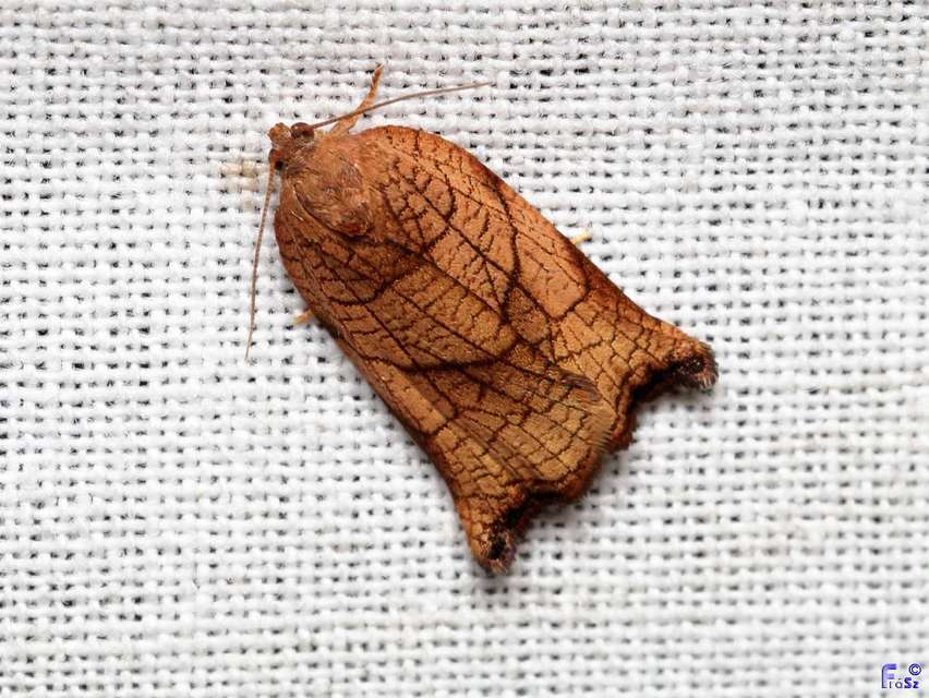 Archips podana - dudvarágó sodrómoly