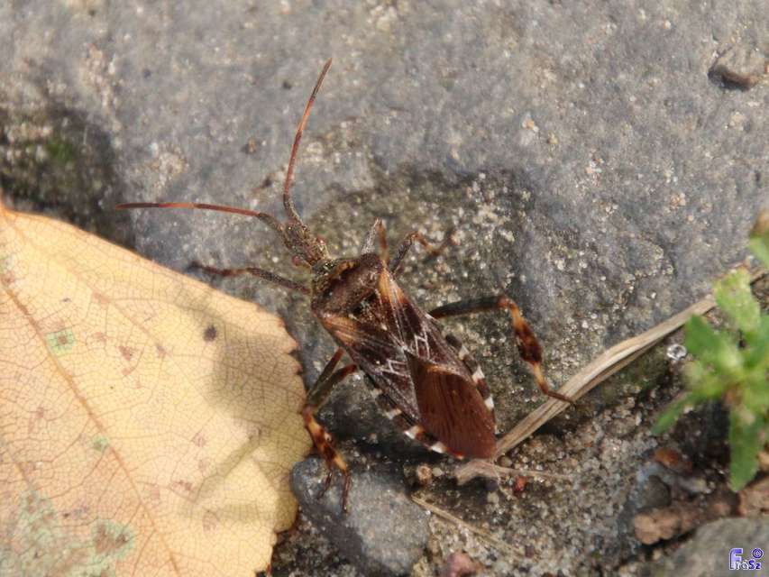 Leptoglossus occidentalis - nyugati levéllábú poloska