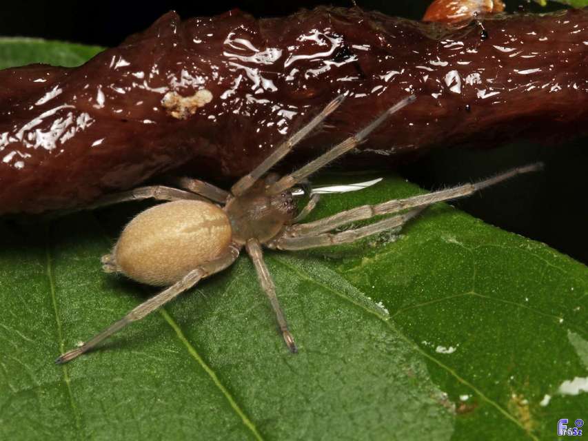 Cheiracanthium