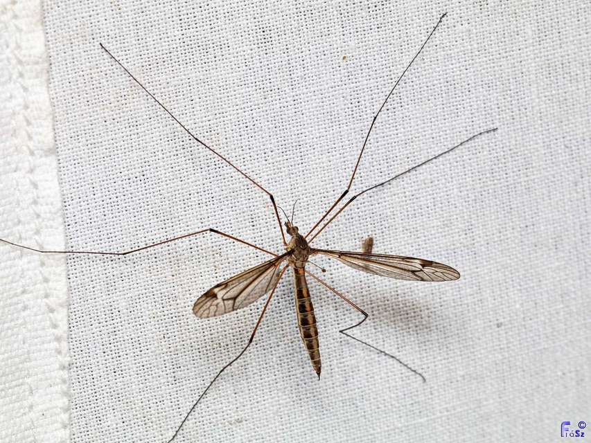 Tipula