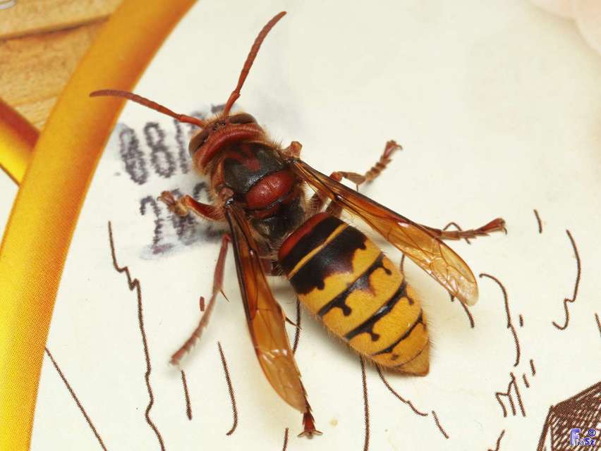 Vespa crabro - lódarázs
