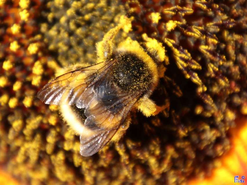 Bombus terrestris/lucorum