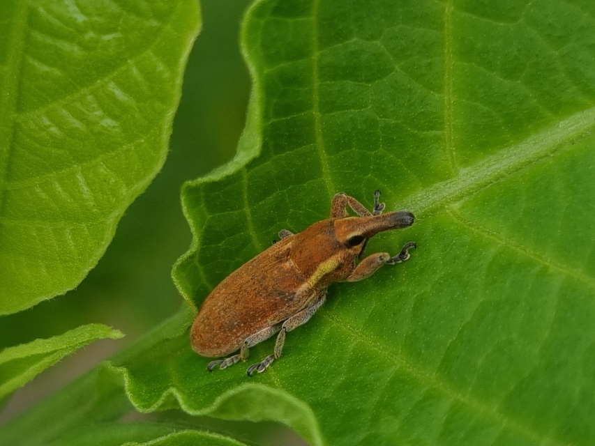 Lixus vilis - gémorr-dudvabarkó