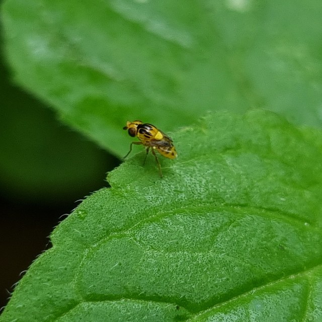 Chloropinae