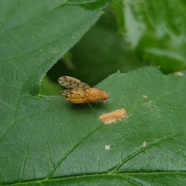 Lauxaniidae - pudvalegyek