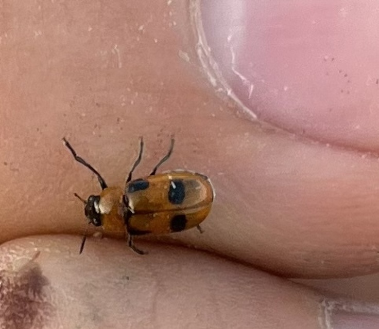 Coptocephala rubicunda - feketelábú hullóbogár