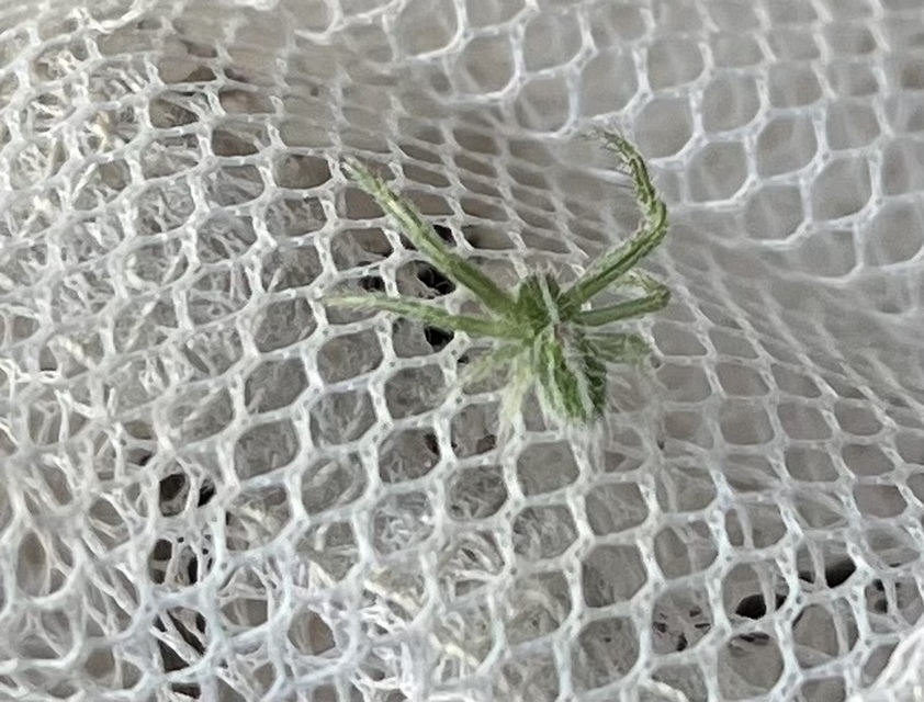 Heriaeus oblongus