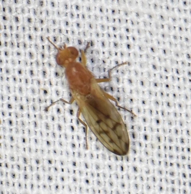 Opomyza florum