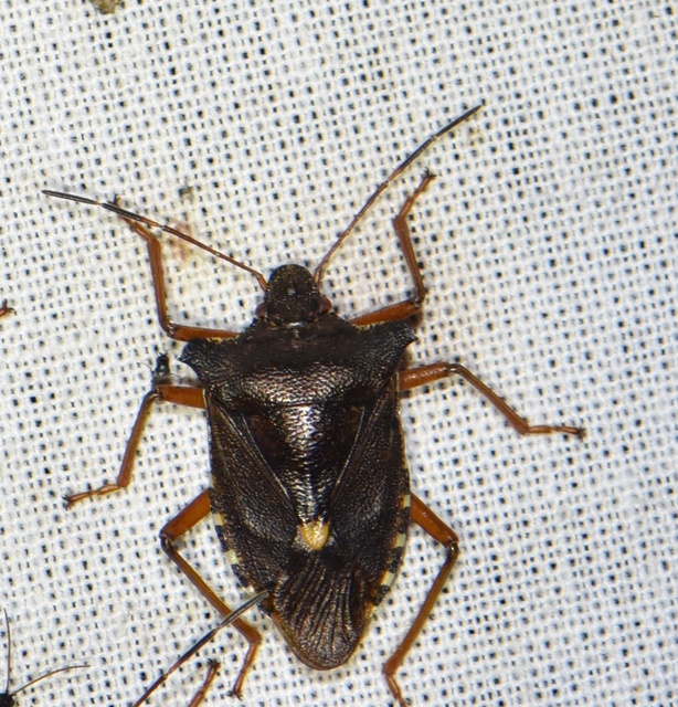 Pentatoma rufipes - vöröslábú címerespoloska Pentatoma rufipes - vöröslábú címerespoloska