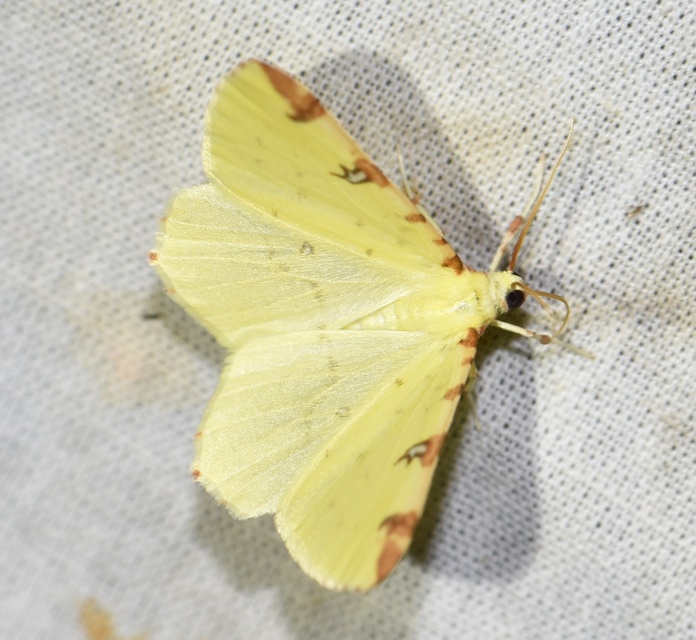 Opisthograptis luteolata - citromsárga araszoló