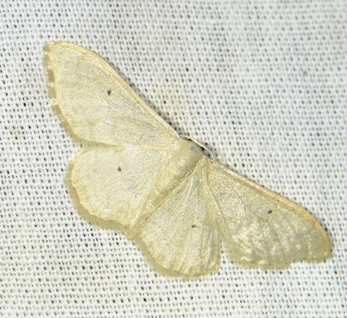 Idaea straminata - szalmasárga sávosaraszoló