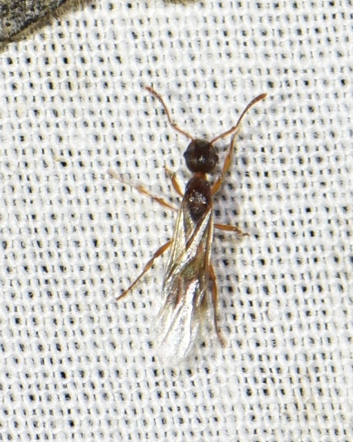 Myrmica rubra - közönséges bütyköshangya