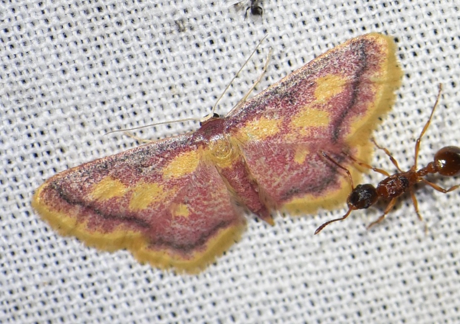 Idaea muricata - mocsári pirosaraszoló