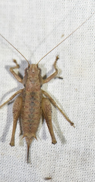 Pholidoptera griseoaptera - szürke avarszöcske